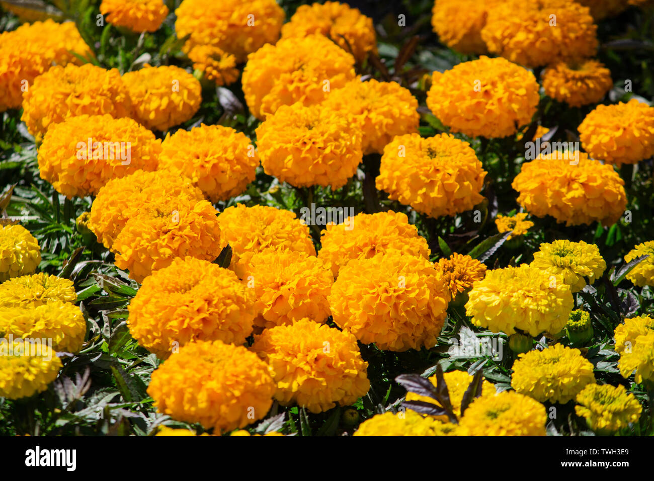 En el jardín de flores de color amarillo anaranjado. Flor en primavera o  verano soleado día. Flor de postal belleza decoración y diseño de concepto  de agricultura. Hermosa Fotografía de stock -