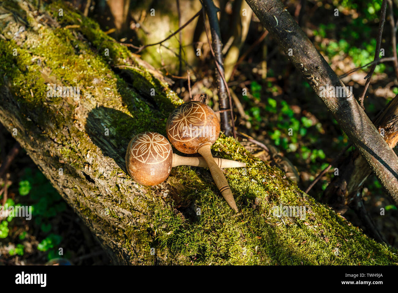 Maracas cubanas se encuentran en un viejo árbol con moss. Instrumento musical tradicional hecha