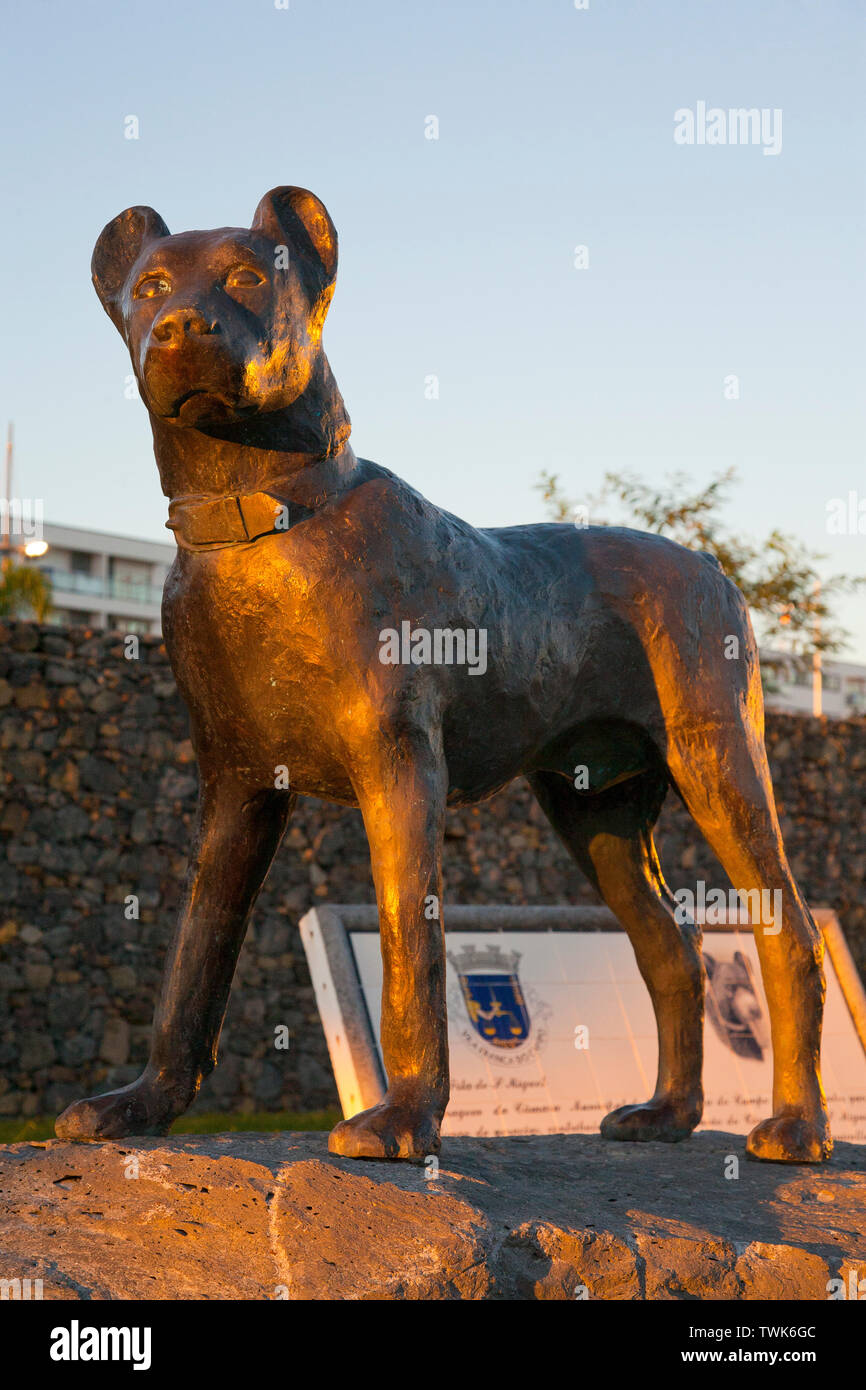 Cão de fila fotografías e imágenes de alta resolución - Alamy