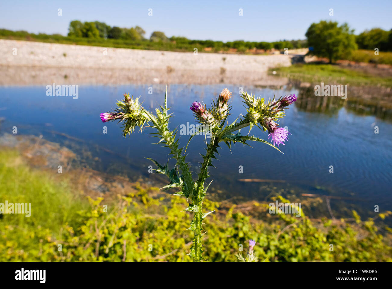 planta silvestre en la orilla del lago. Foto de stock