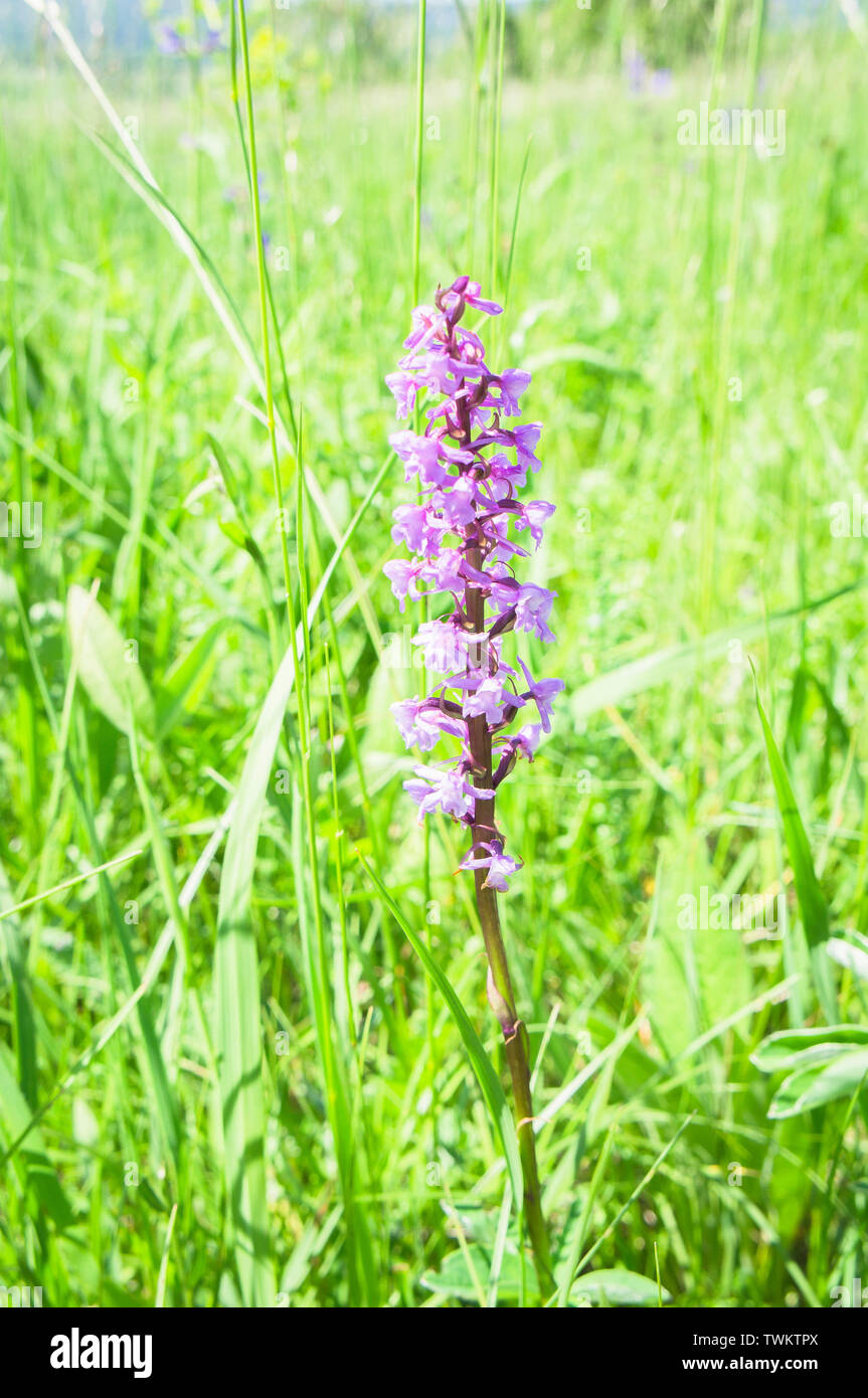 Gymnadenia conopsea, orquídea fragante pantano en la Reserva Natural Nacional Certoryje en los Cárpatos Blancos, Región de Zlin, República Checa, 2 de junio de 201 Foto de stock