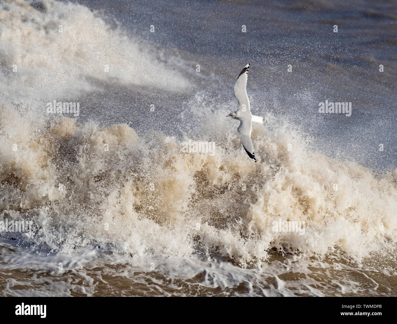 Gaviota común Larus canus sobrevolando el mar embravecido North Norfolk Enero Foto de stock