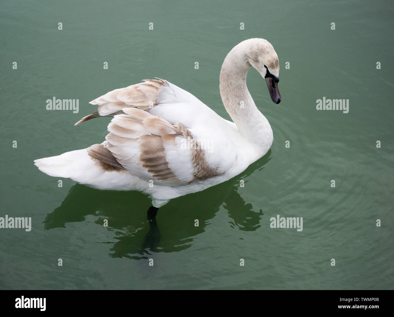 El Color De La Imagen De Una Joven Cisne Y Su Reflejo En El Agua