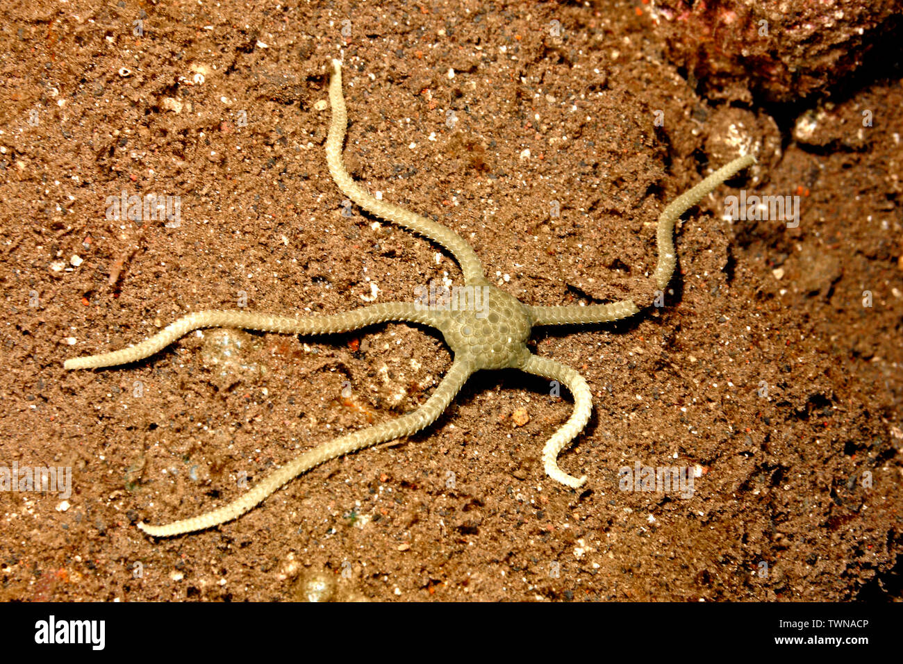 Ophiolepis Brittlestar, cincta. Tulamben, Bali, Indonesia. Bali, mar, océano Índico Foto de stock