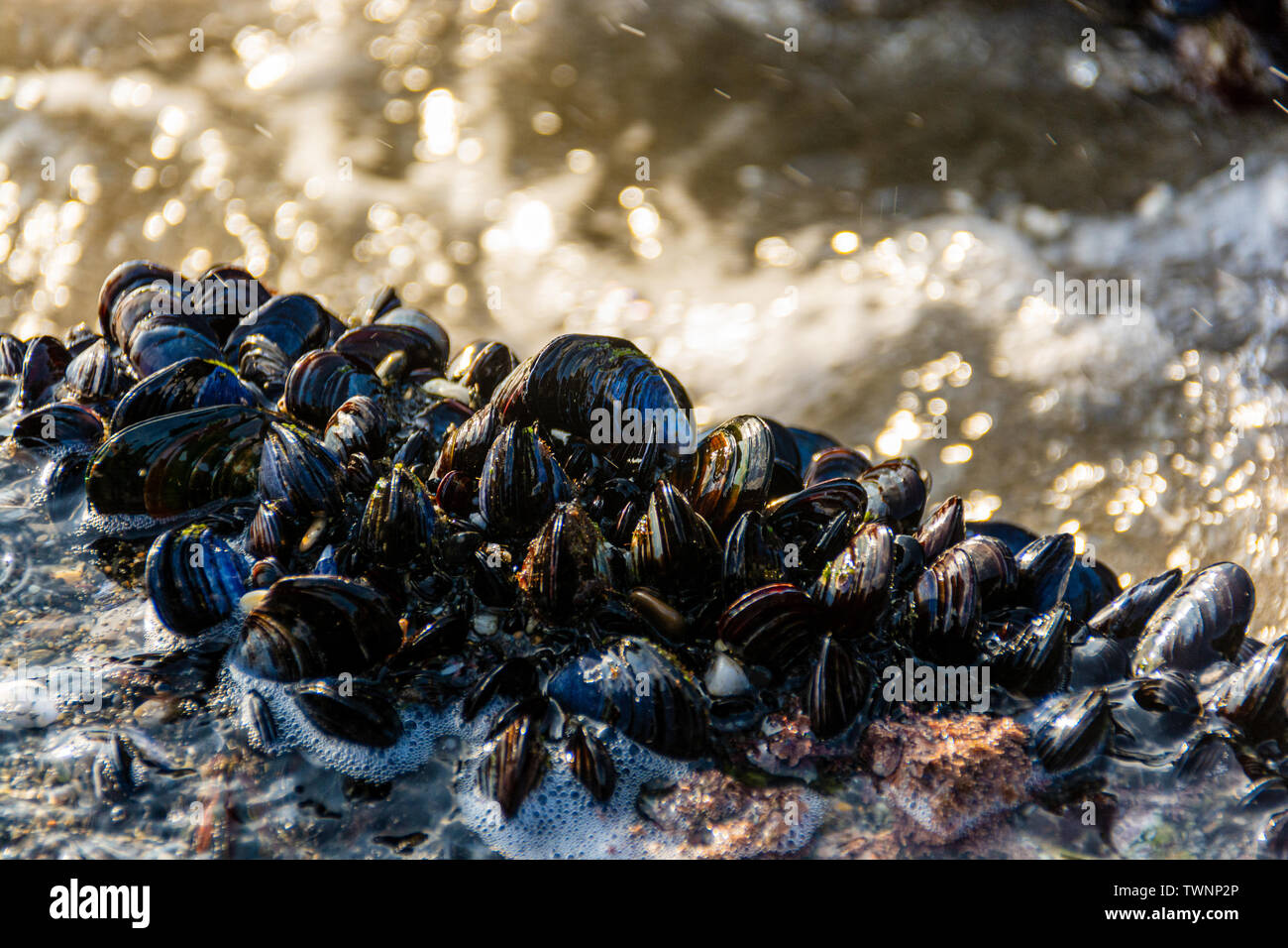 Los mejillones azules (Mytilus edulis), también conocido como el mejillón común es una mediana de moluscos bivalvos marinos comestibles en la familia Mytilidae, el mejillón Foto de stock