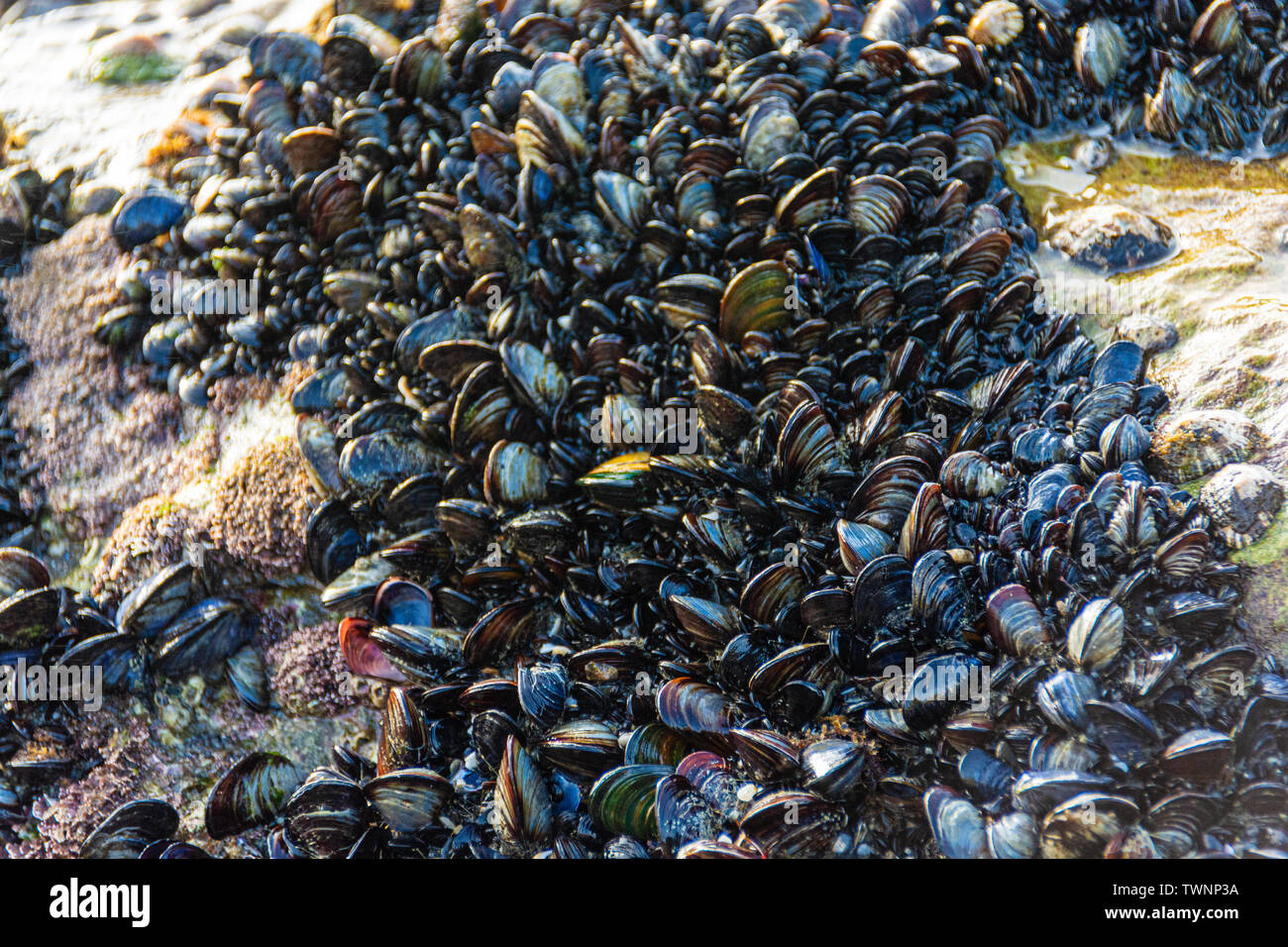 Los mejillones azules (Mytilus edulis), también conocido como el mejillón común es una mediana de moluscos bivalvos marinos comestibles en la familia Mytilidae, el mejillón Foto de stock