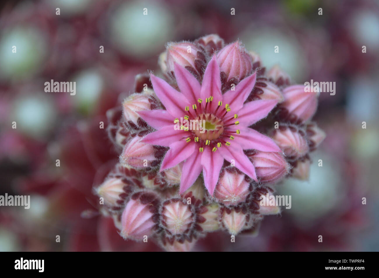 Single Pink Cobweb House-Leek (Sempervivum Arachnoideum Stansfieldii) Flor cultivada en un jardín de cabañas inglés, Inglaterra, Reino Unido. Foto de stock