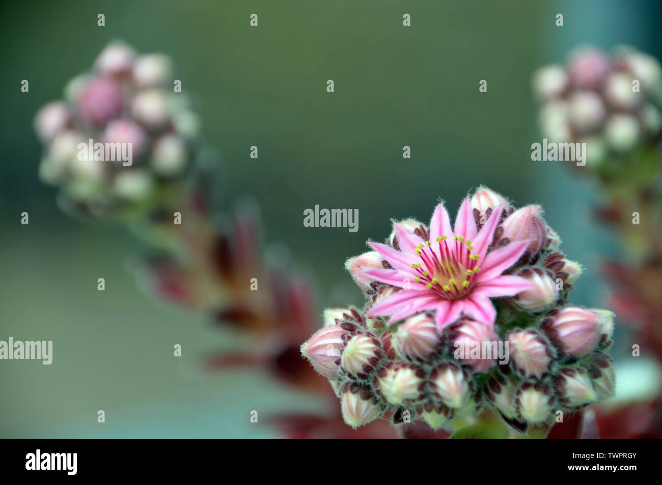 Single Pink Cobweb House-Leek (Sempervivum Arachnoideum Stansfieldii) Flor cultivada en un jardín de cabañas inglés, Inglaterra, Reino Unido. Foto de stock