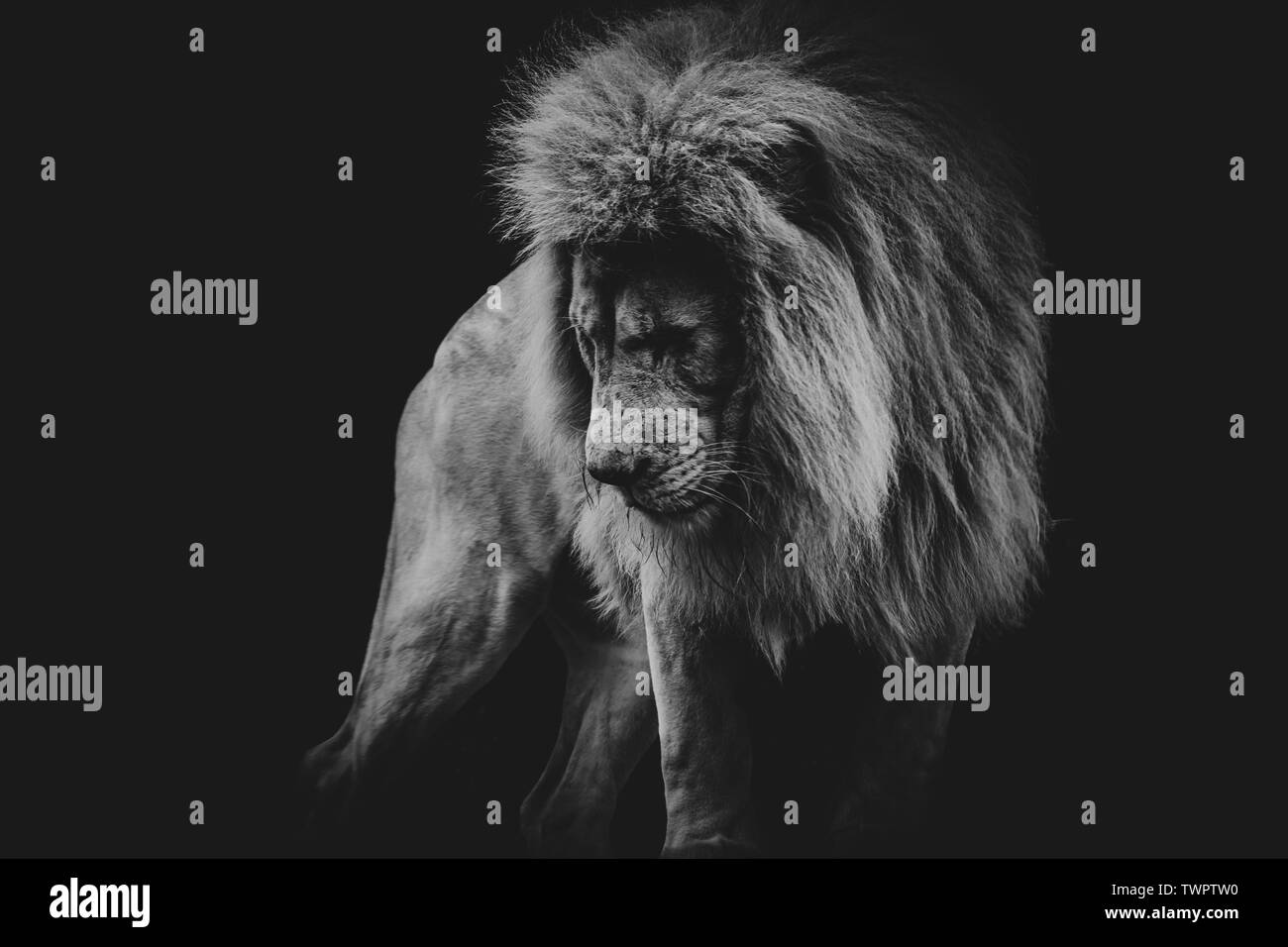 Blanco y negro oscuro retrato de un león africano Foto de stock