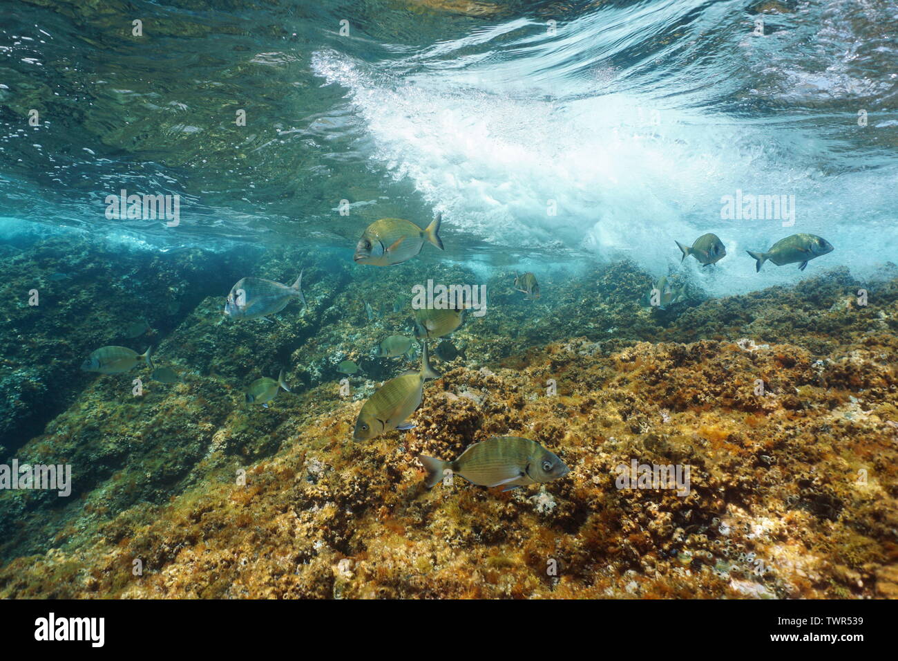 Peces Seabreams con olas rompiendo sobre rocas submarinas en el mar Mediterráneo, la Riviera Francesa, Francia Foto de stock