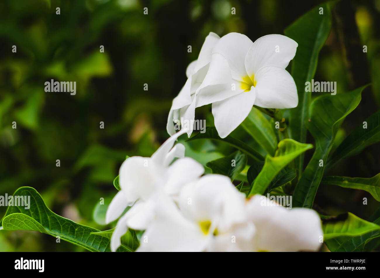 Plumeria Plumeria, frangipani blanco puro, un ramo de flores, "fiddle leaf plumeria frangipanier blanc, Resistencia es excelente durante todo el año, flo Foto de stock