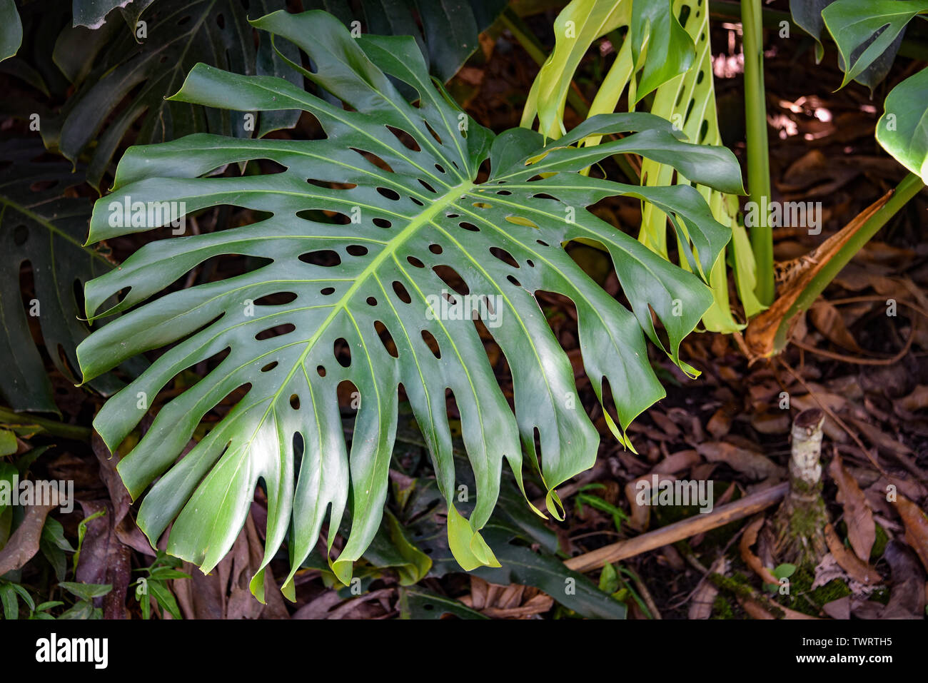 Monstera plantas que crecen en los bosques tropicales en la Región Chanchamayo del Perú Foto de stock