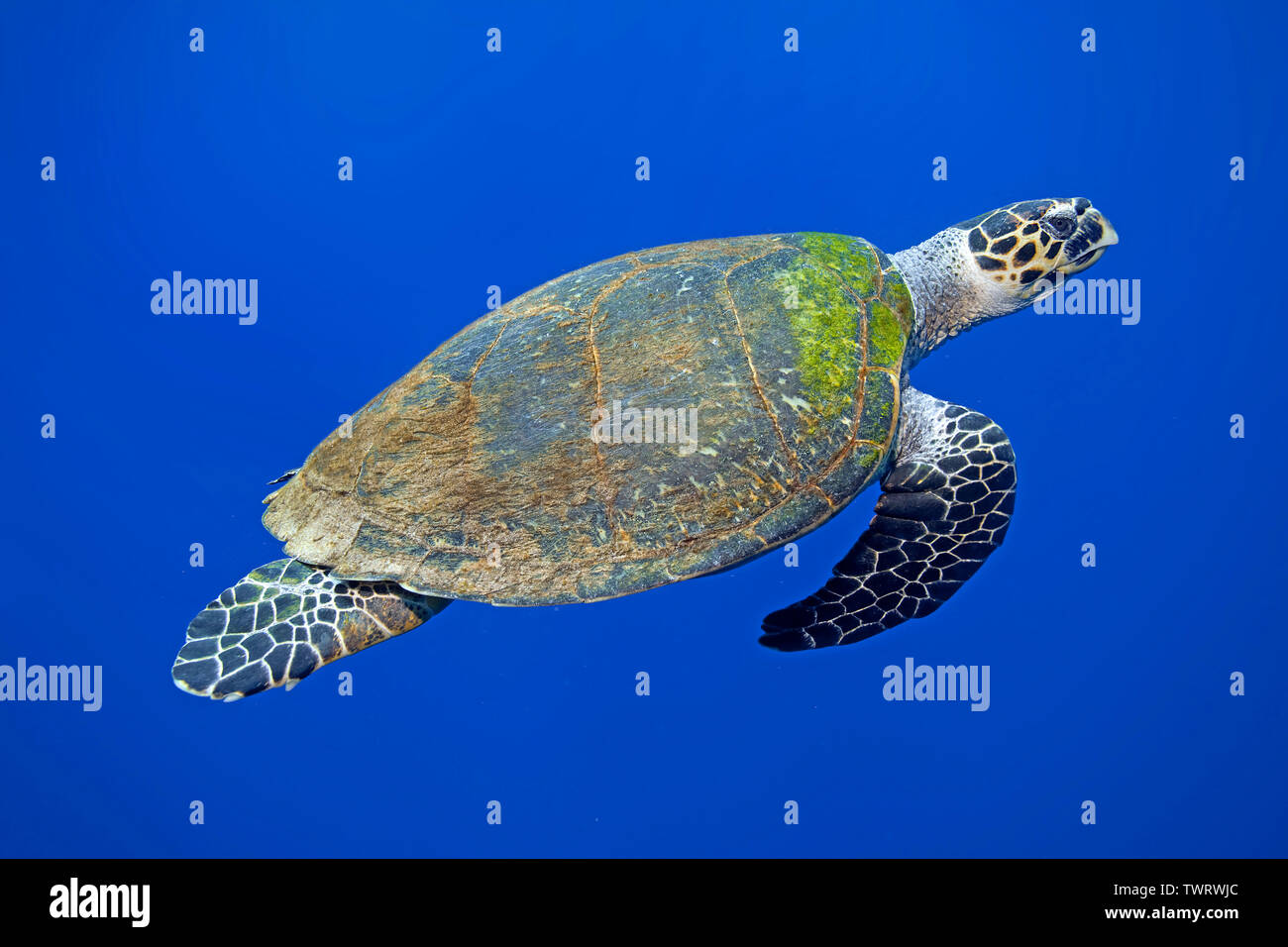 La tortuga carey (Eretmochelys imbricata) nadando en agua azul, Marsa Alam, Egipto Foto de stock