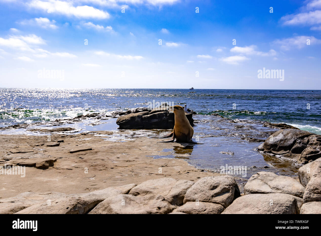 Lobos de mar de Sandiego Foto de stock
