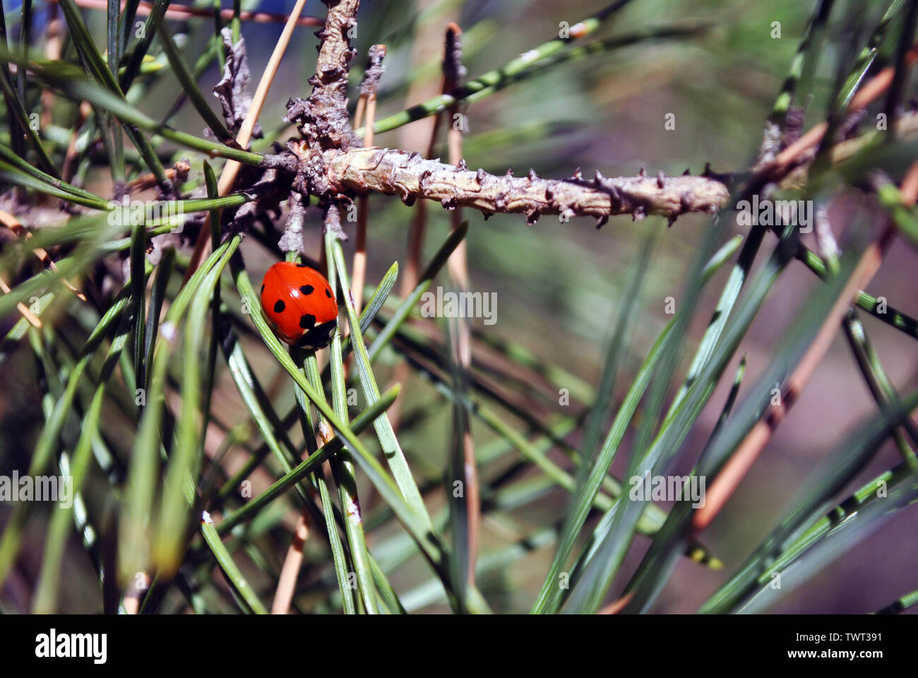 Rama de pino con ladybug en ella macro Cerrar detalle, suaves bokeh de fondo borroso Foto de stock