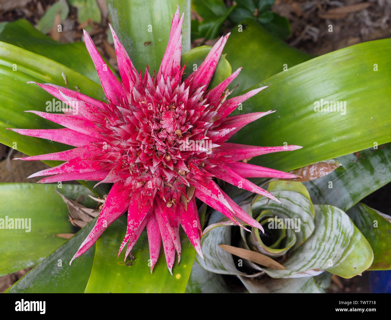 Estrella flor rosa de planta bromelia Fotografía de stock - Alamy