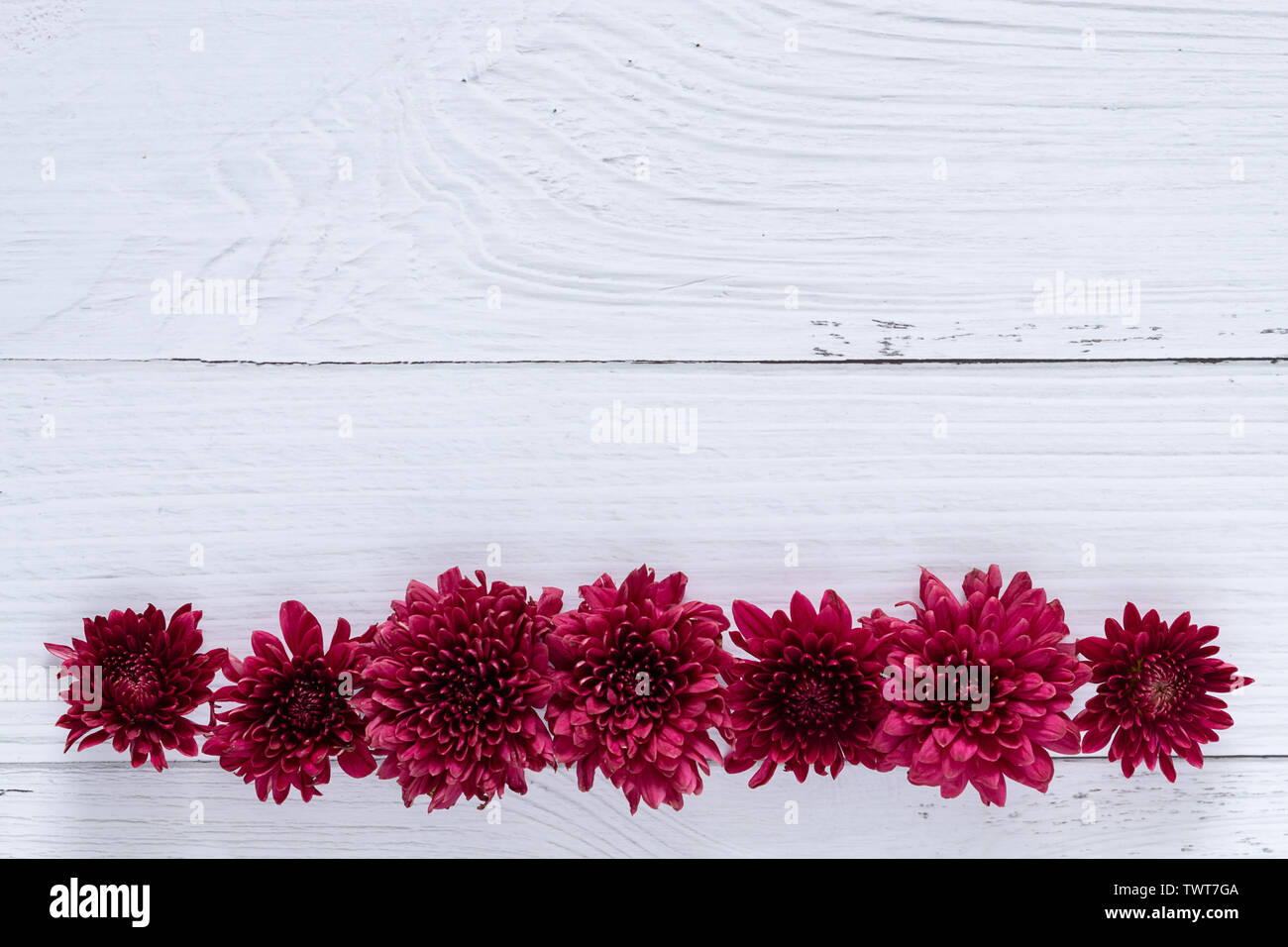 Flores rojas frescas de fondo de la tabla de madera blanca sobre fondo con espacio de copia. Foto de stock
