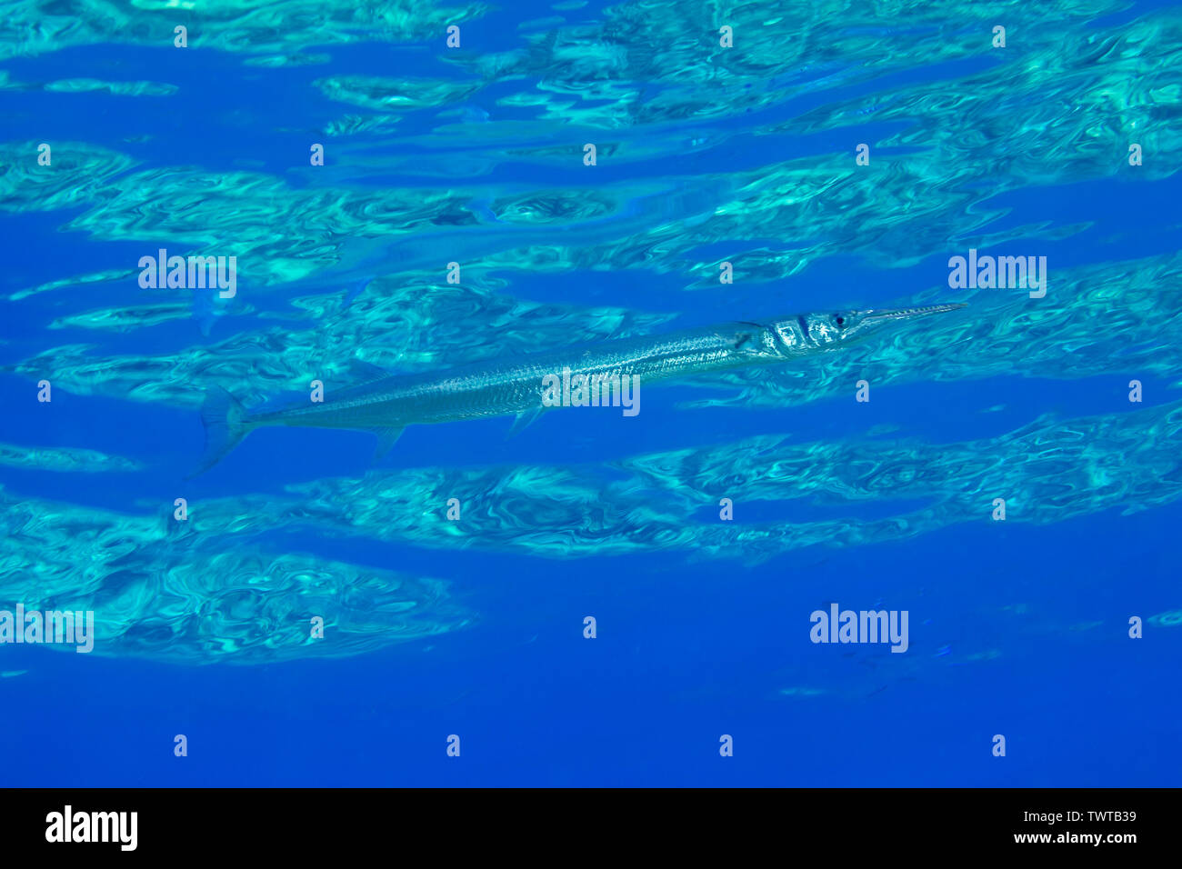 El cocodrilo, needlefish Tylosurus crocodilus, nada justo debajo de la superficie y es muy difícil de ver en este contexto, Hawai. Foto de stock