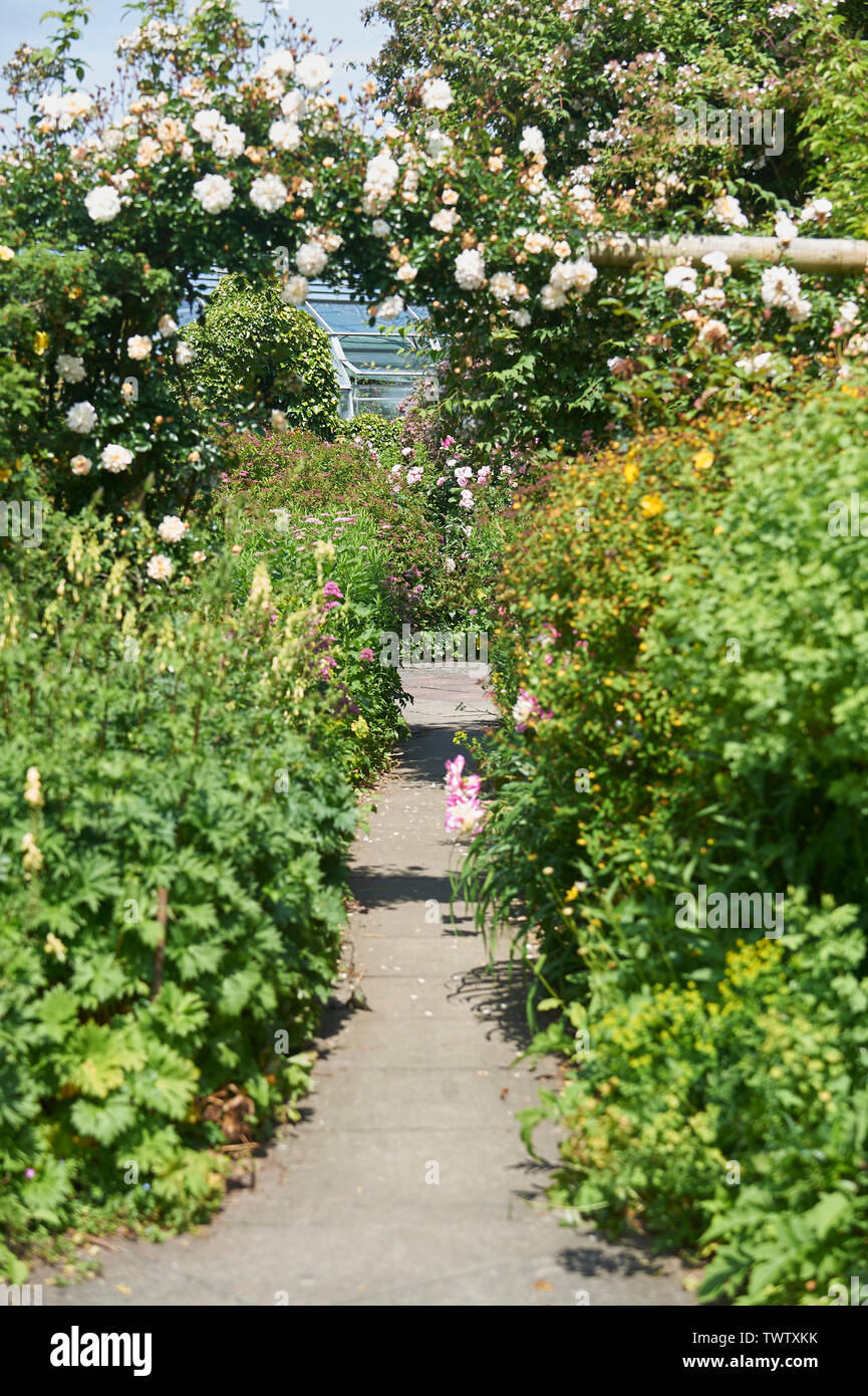 Arco de rosas en un jardín campestre inglés rebosantes de flores en un día  soleado de verano. Inglaterra, Reino Unido, GB Fotografía de stock - Alamy