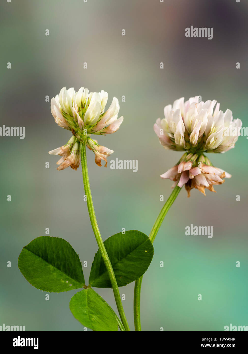 Trébol blanco trifolium repens fotografías e imágenes de alta ...