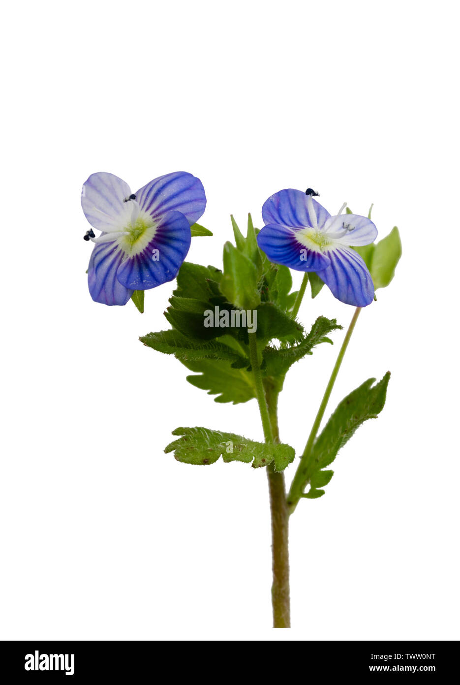 Azul y blanco de las flores del jardín anual de maleza, campo común speedwell, Veronica persica, sobre un fondo blanco. Foto de stock