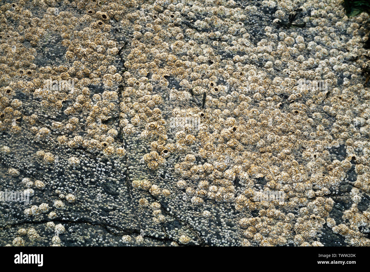 Acorn percebes, Balanus balanoides, incrustadas en las rocas costeras, Scotland, Reino Unido Foto de stock