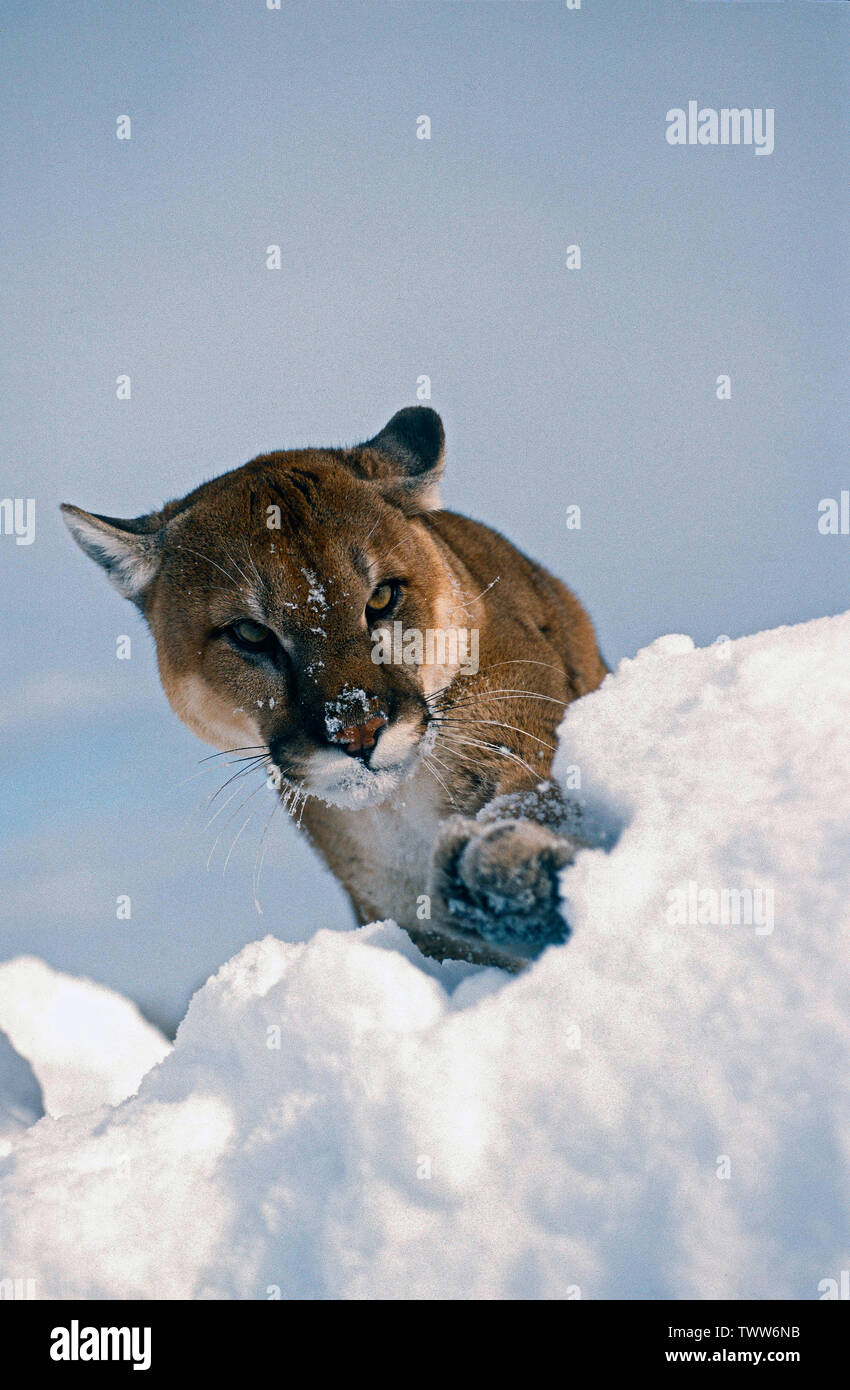 North American puma (Puma concolor couguar Fotografía de stock - Alamy