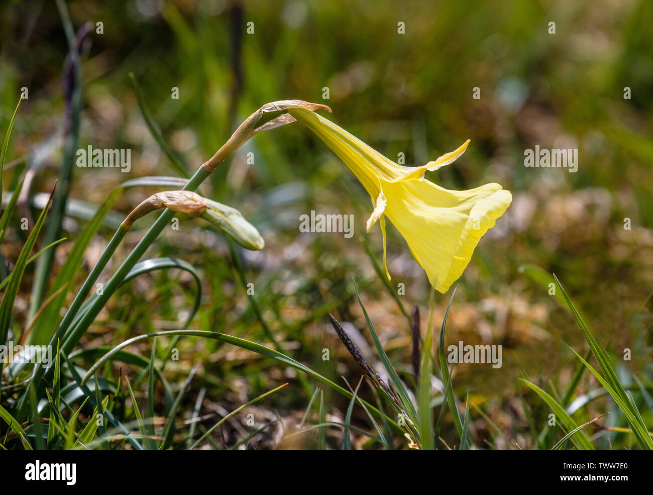 Narciso bulbicodium Petticoat daffodil floración en corto césped alpino en los Picos de Europa en el norte de España Foto de stock