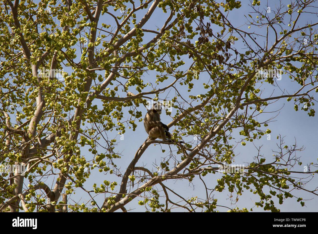 Langur Hanuman mientras se alimentan en el árbol con hojas viejas, permitiendo el estómago con tres secciones Foto de stock