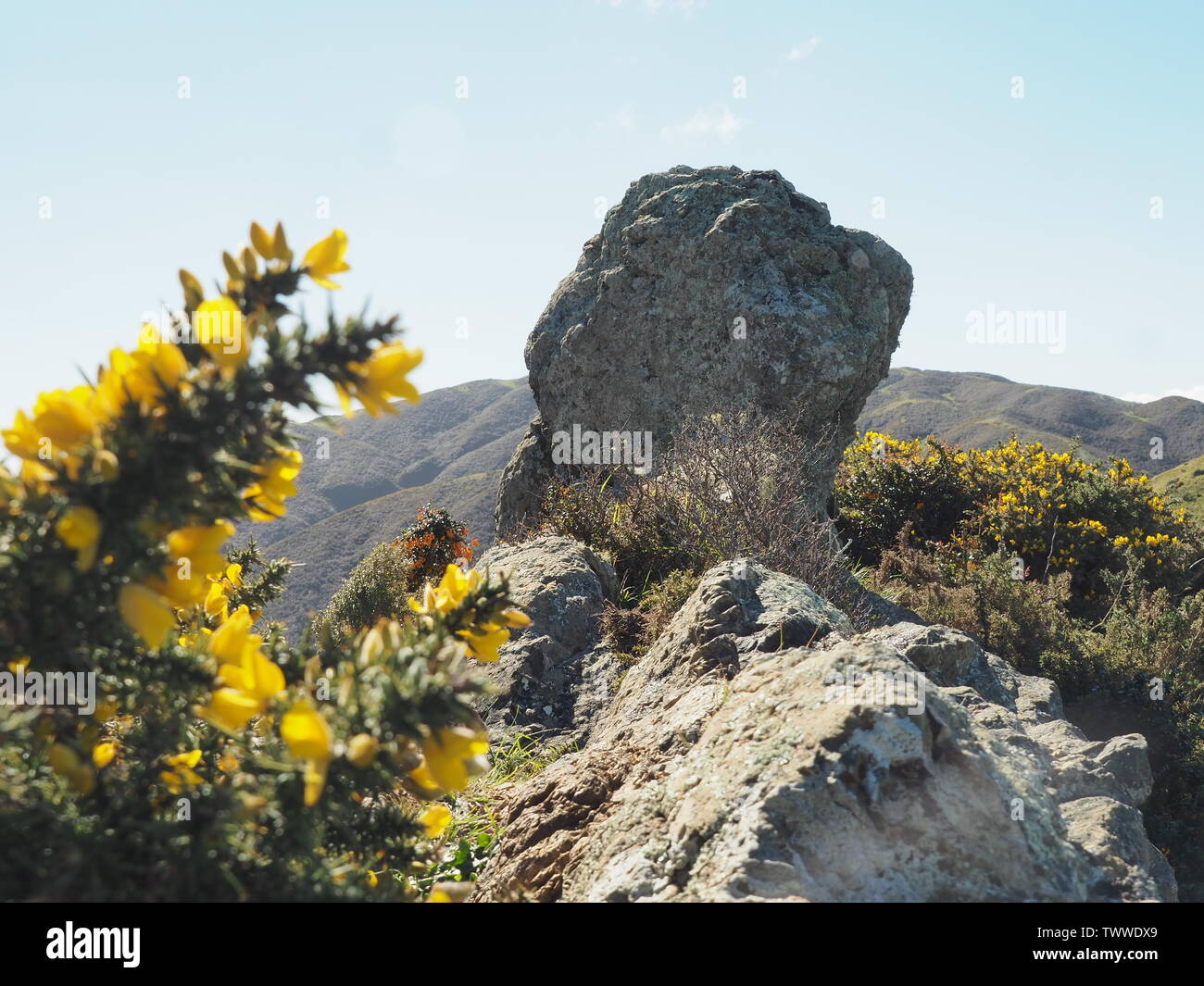 Lone Rock situado sobre una colina, rodeado de flores amarillas y anaranjadas. Foto de stock