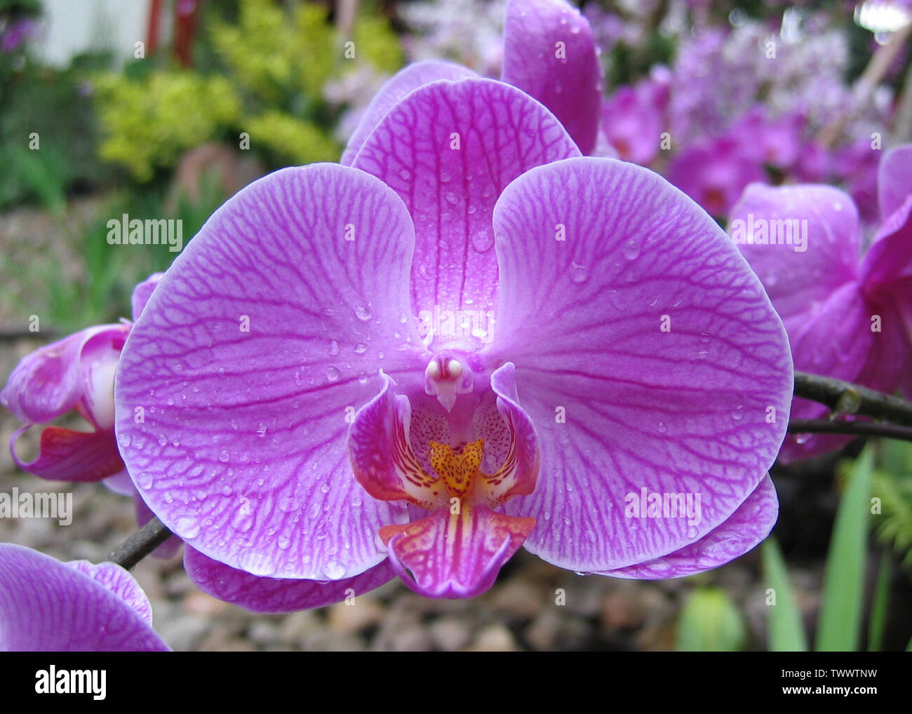 Una orquídea; tomó una foto en Nusa Penida. Me dijeron que se trata de un  híbrido Phalaenopsis; 26 de julio de 2007 (fecha de carga original); Jack  Merridew (charla); Jack Merridew (charla