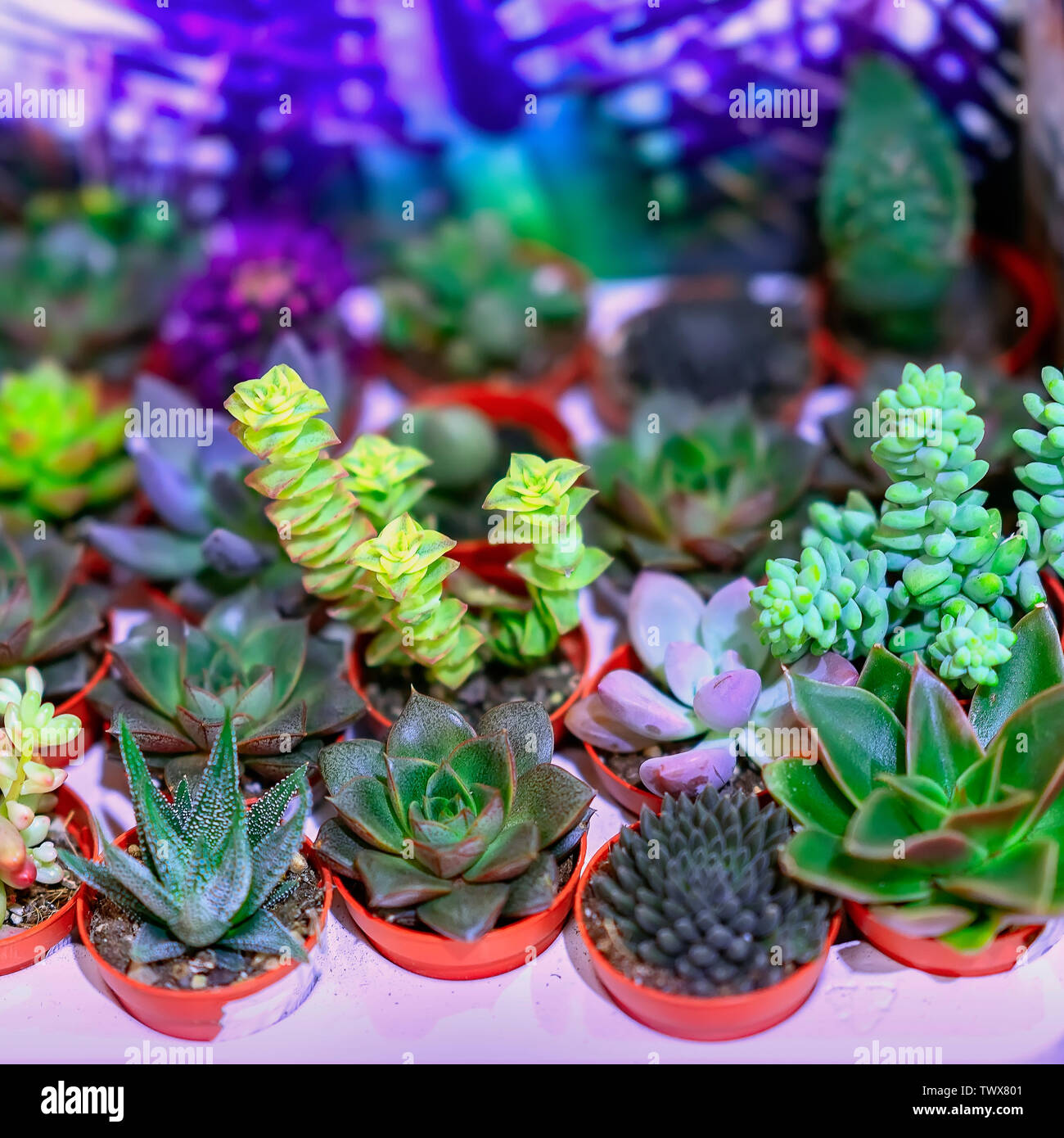Conjunto de diversas plantas suculentas sobre un fondo brillante Foto de stock