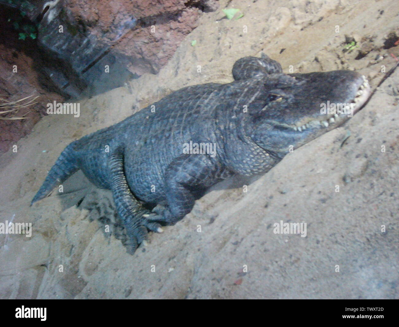 Mississippi-Alligator Im Tierpark Hellabrunn; 18 De Septiembre De 2006; Privatfoto; Massinissa; Foto de stock