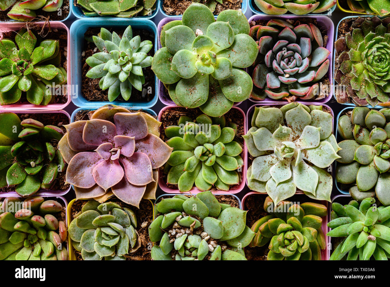 Curiosidad cepillo Brutal Vista superior de diferentes tipos de plantas suculentas Fotografía de  stock - Alamy