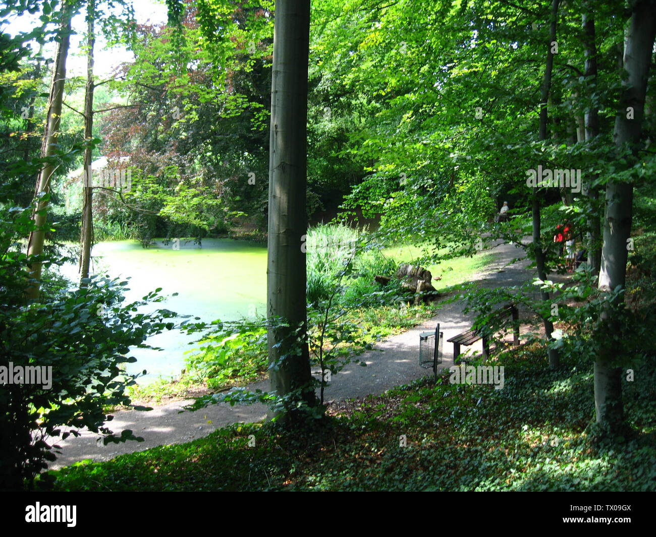 Teich im Botanischen Garten Giessen; 17#07#07 17 de julio de 2007 fecha de carga original; Transferido de de.pedia a los comunes. (Texto original : selbst fotografiert; Hausmaus; Foto de stock