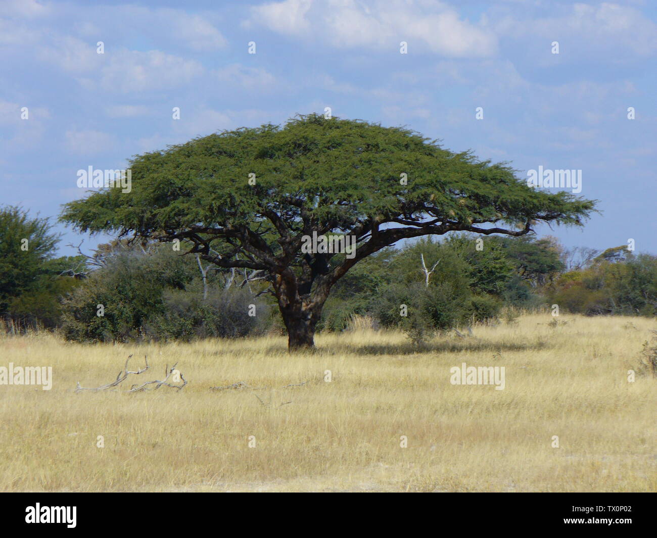 Acacia erioloba E.Mey. Afrikaans: 'N Kameeldoring conoció a KoringvoÃ«lneste naby die Botswanagrens buite Tsjelanjemba-nedersetting en Zimbabwe suid-westelike. Un árbol de espinas de Camel con nidos de Sparrow-Weaver cerca de la frontera de Botswanan en la aldea de Tshelanyemba, en el suroeste de Zimbabwe.; Fotografiado ca. 26 de mayo de 2007, 8 de mayo de 2009 (fecha de carga original); Transferido de en.pedia a Commons por Quadell utilizando CommonsHelper.; I (usuario Neelix) soy el creador de esta foto, y mantener los derechos de autor. Lo exito al dominio público; Foto de stock