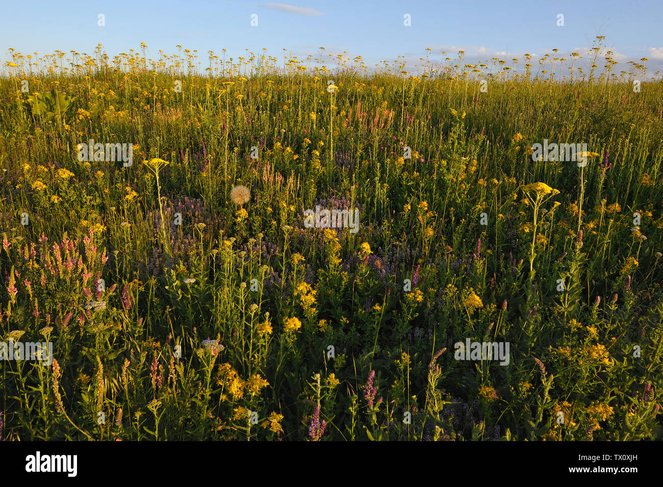 Una pradera llena de hierbas medicinales Foto de stock