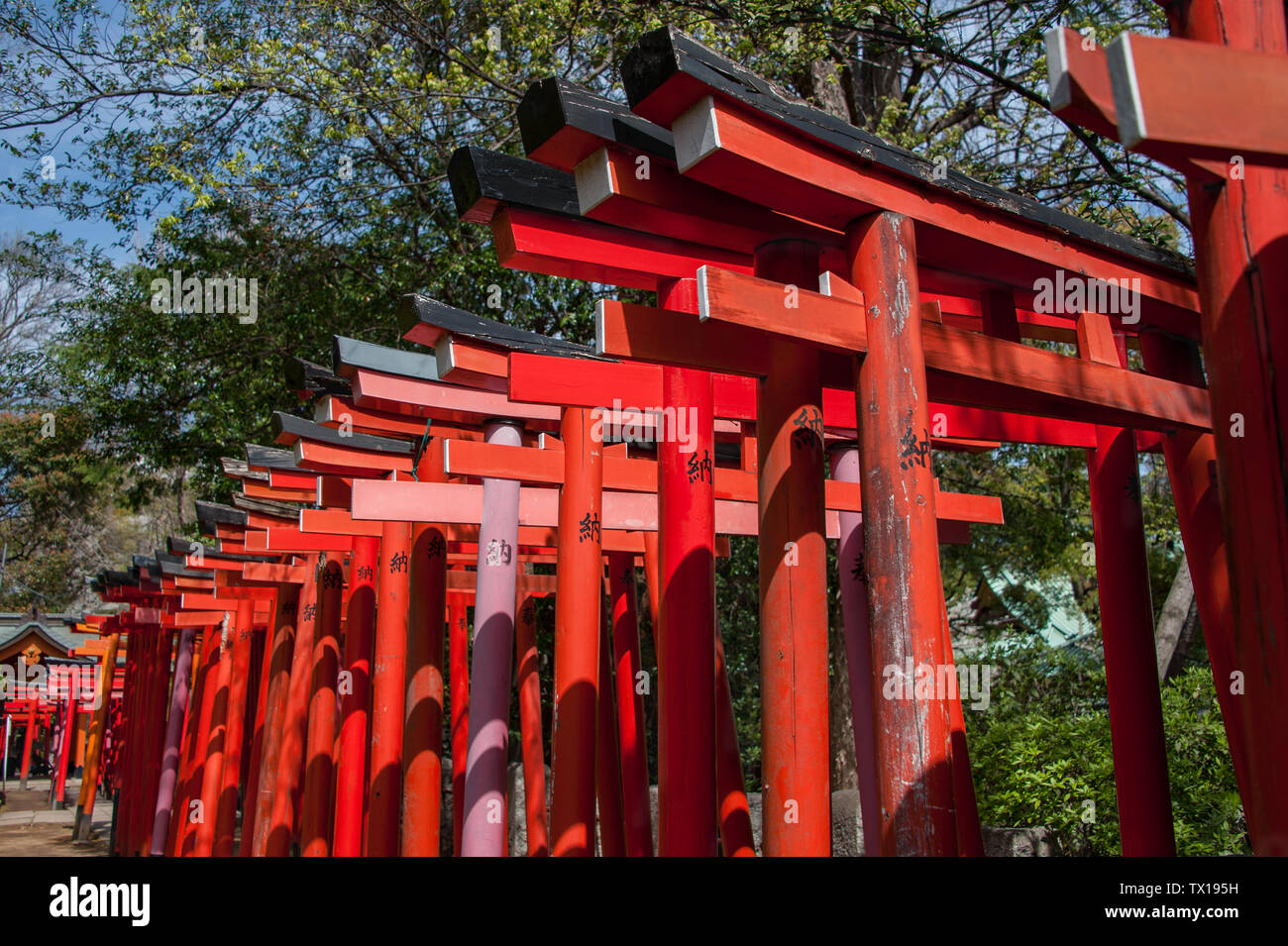 Puertas Torii rojo en el Santuario Nezu formar corredores para marcar el zaguán y transición simbólica del mundo cotidiano a la sagrada Foto de stock