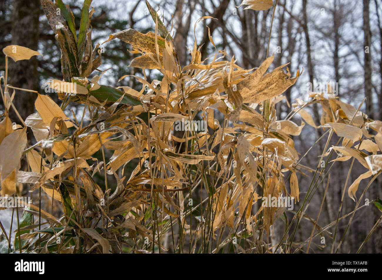 Los tallos de bambú secos en un bosque de invierno Foto de stock