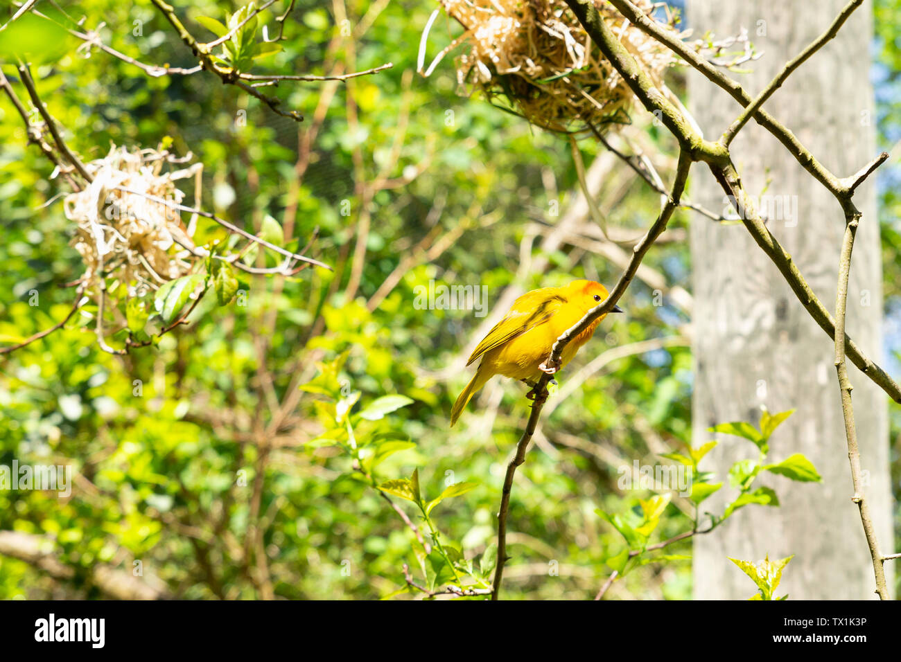 Close-up de un varón soltero taveta ploceus castaneiceps Weaver, dorado, con un nido colgando de las ramas de un árbol Foto de stock