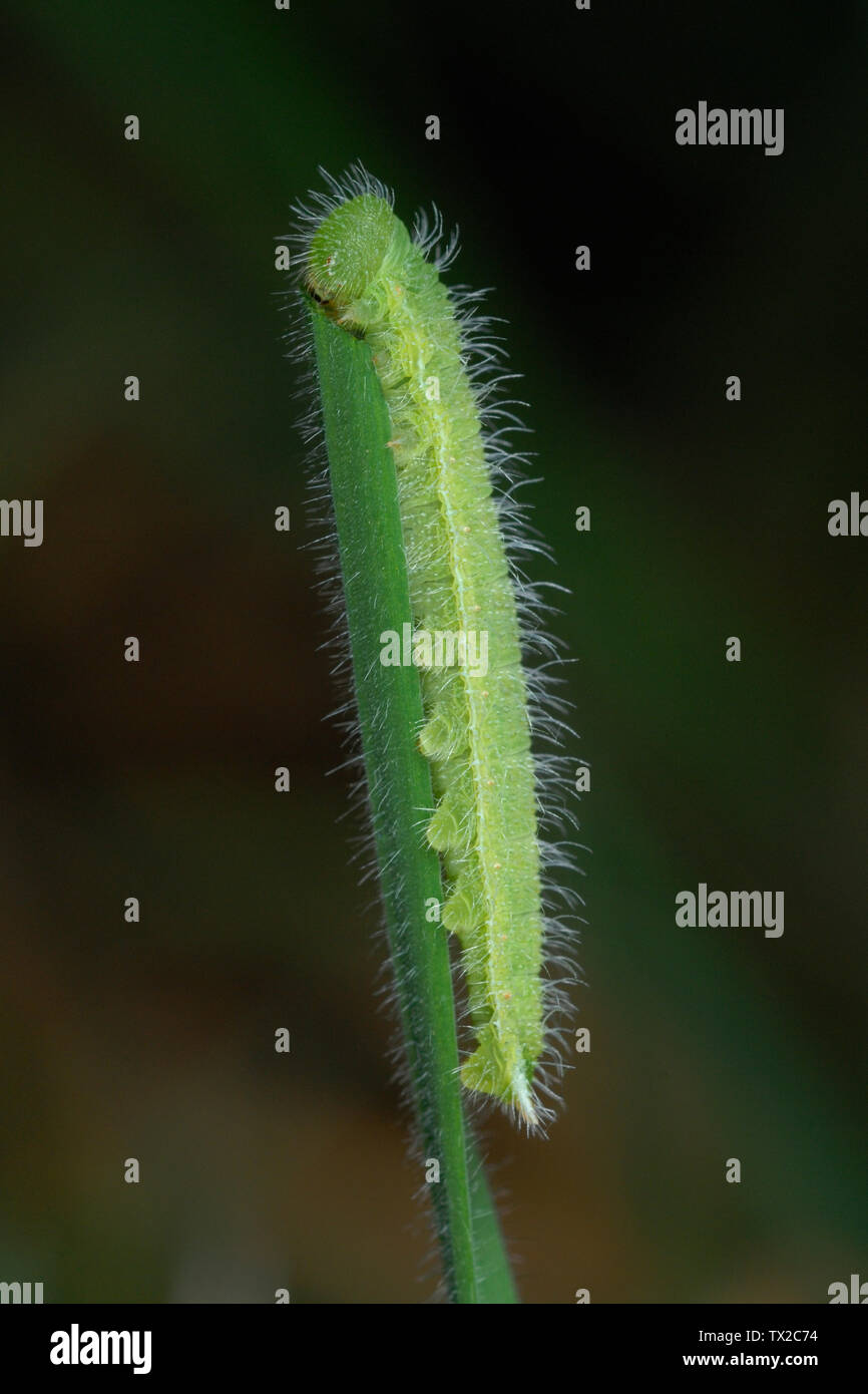 Meadow Brown caterpillar (Maniola jurtina) alimentándose de una cuchilla de pasto en Pembrokeshire (Gales, Reino Unido Foto de stock