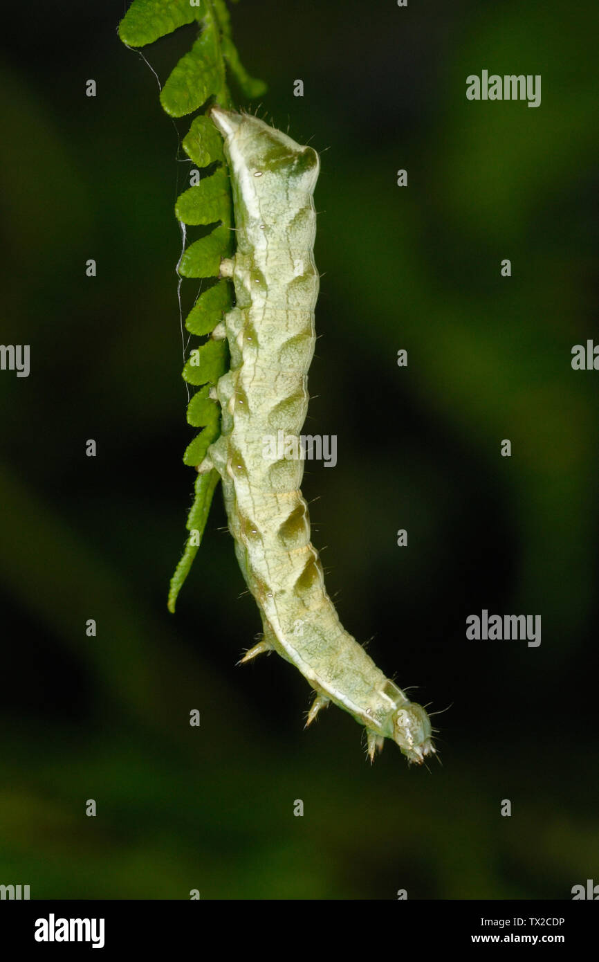 Dot caterpillar (polilla Melanchra persicariae) sobre un helecho fronda en South Wales, REINO UNIDO Foto de stock