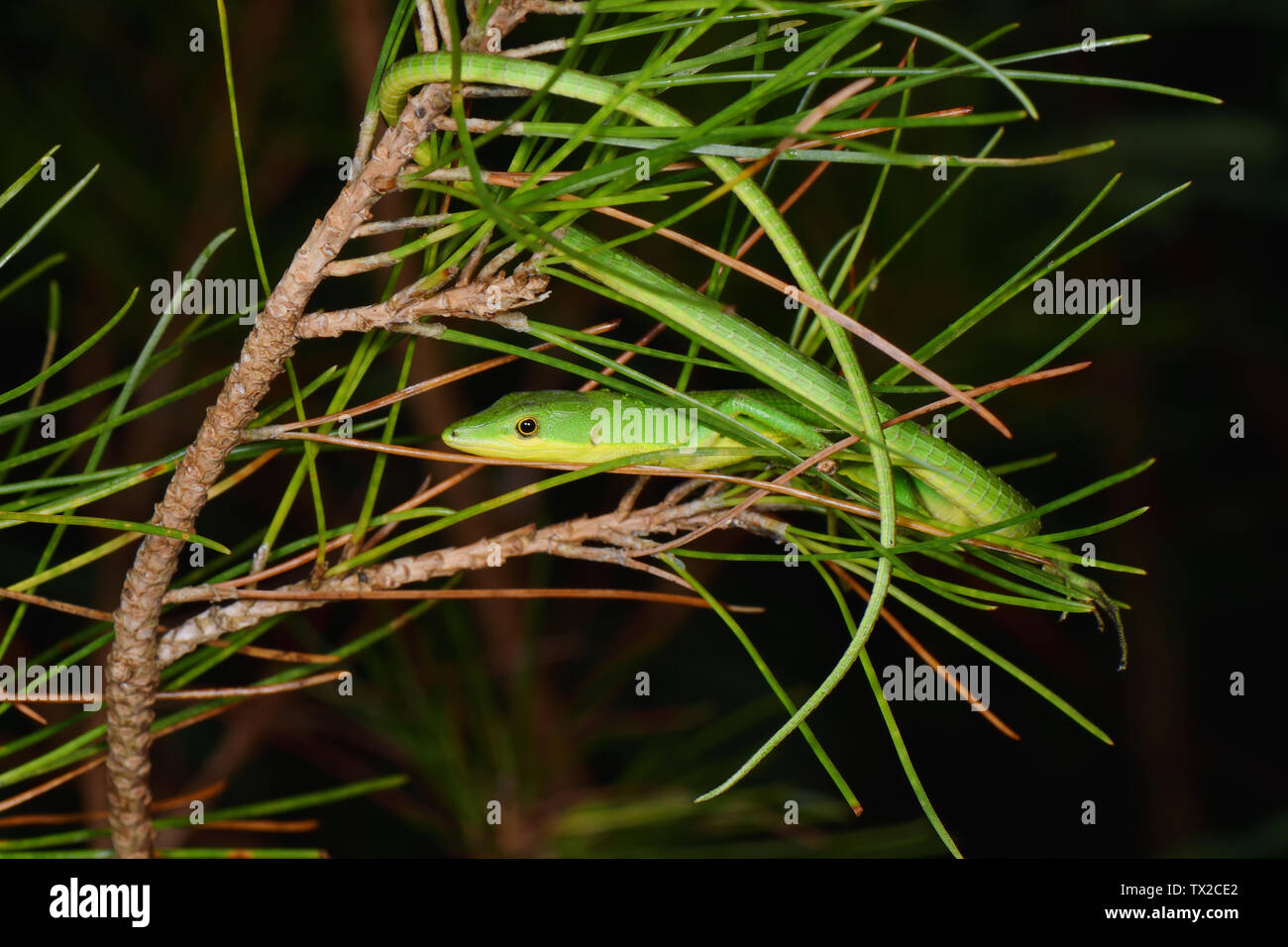Lagarto de hierba esmeralda (Takydromus smaragdinus) mostrando su larga
