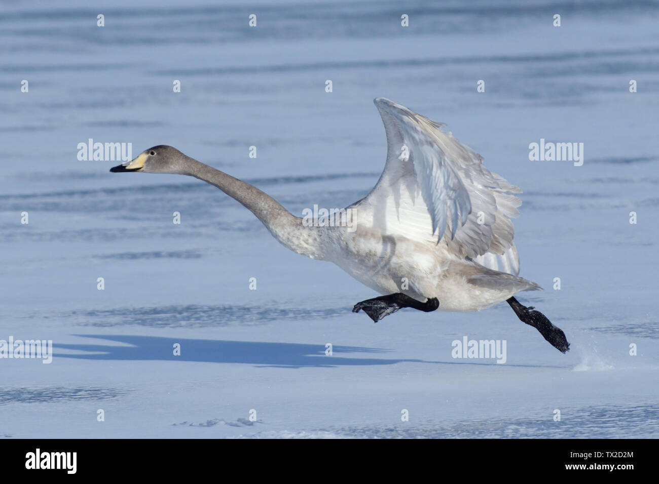 Los jóvenes cisnes cantores (Cygnus cygnus) cruzando el lago congelado Kusshuro despegue en la isla de Hokkaido, Japón. Foto de stock
