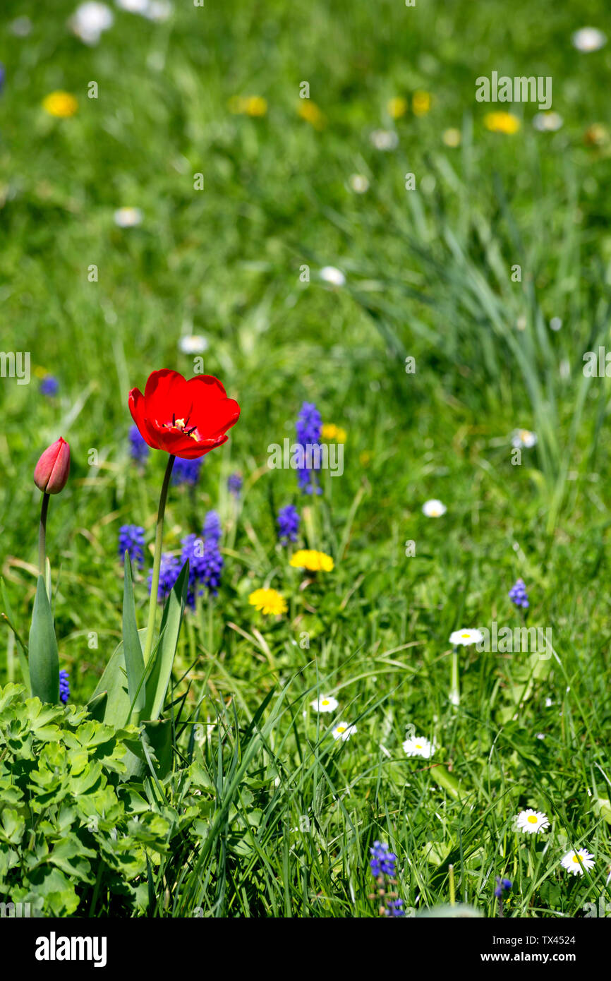 Prado con tulip, jacinto silvestre, Daisy y jaramago en primavera Foto de stock