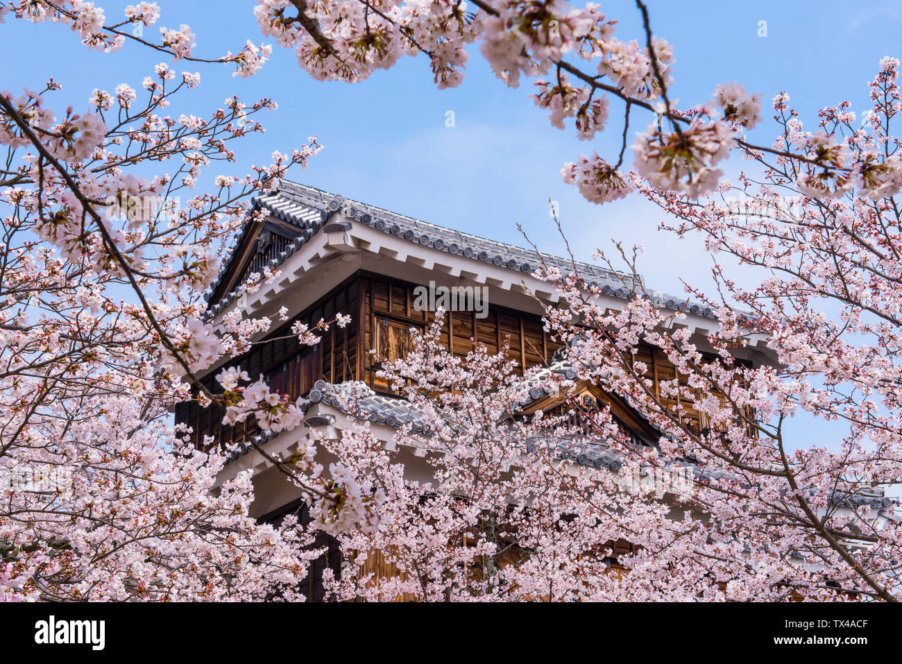 Japón, Shikoku, Matsuyama, a ver el Castillo de Matsuyama con flores de cerezo rosa en primer plano Foto de stock