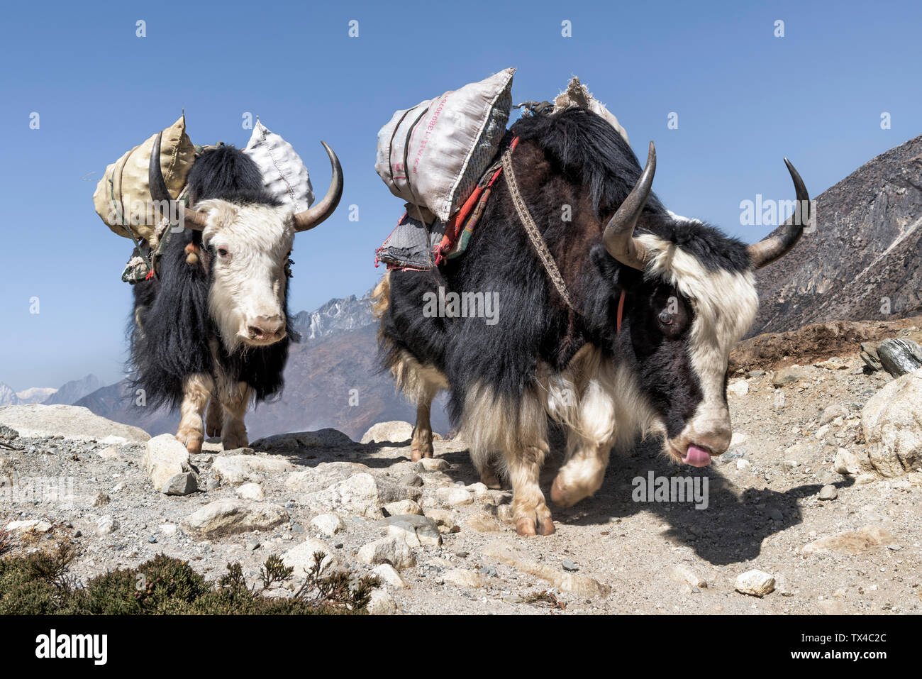 Nepal, Solo Khumbu, Everest, Chukkung, Yaks transportando provisiones Foto de stock