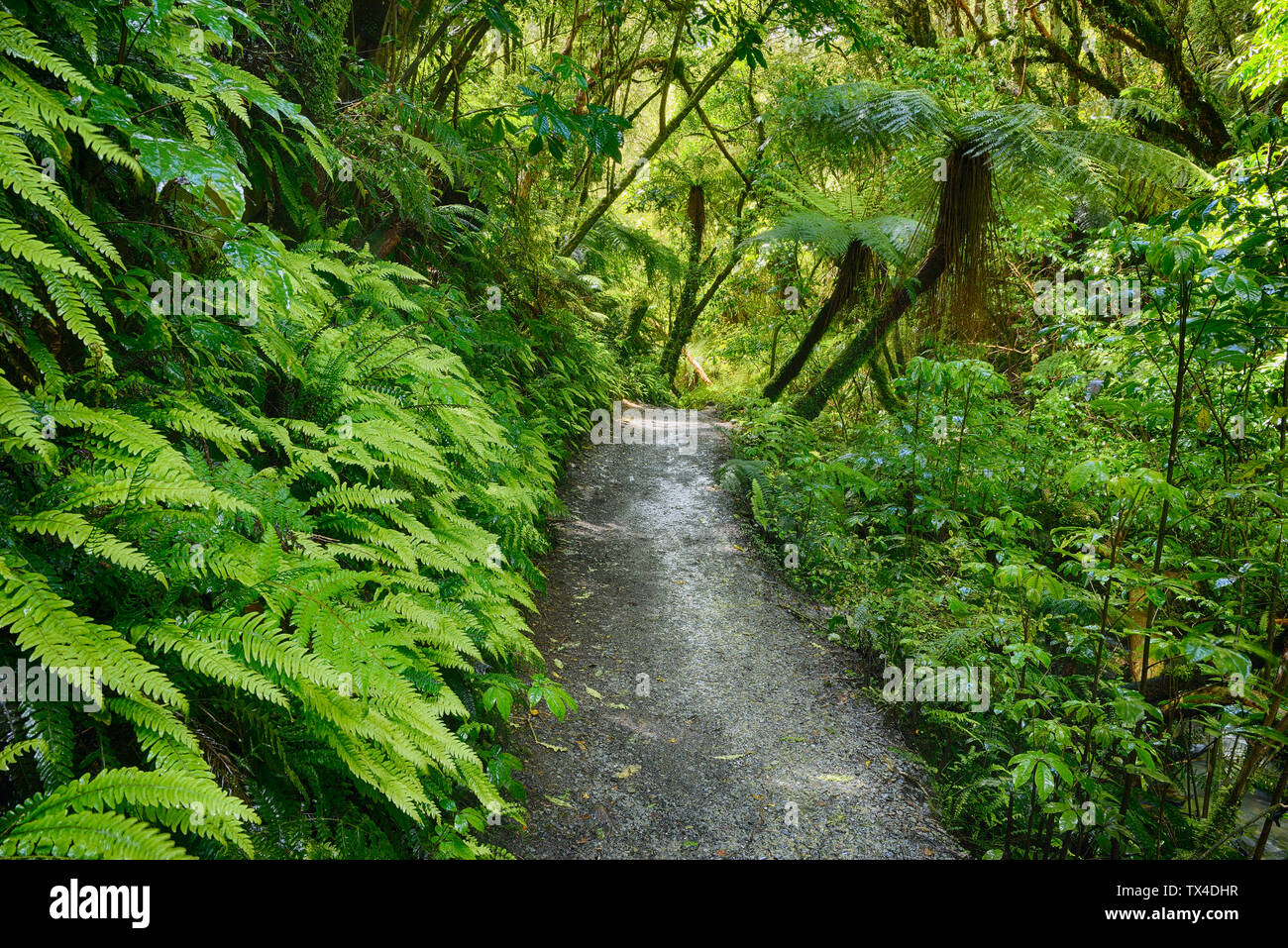 Nueva Zelanda, Isla del Sur, la Región de Otago, Catlins Forest Park, el Matai cae a pie, ruta de senderismo Foto de stock