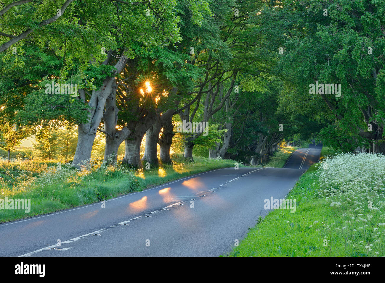 Reino Unido, Inglaterra, Dorset, hayas calle arbolada con rayos de sol Foto de stock