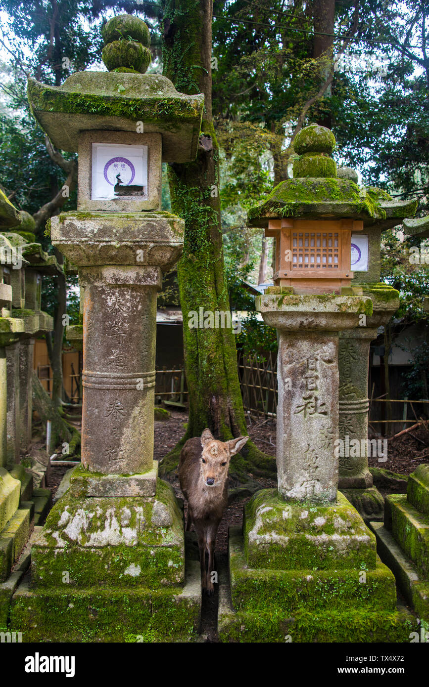 Japón, Kansai, Nara, ciervo y toro linternas de piedra en vista del patrimonio mundial de la Unesco. Foto de stock